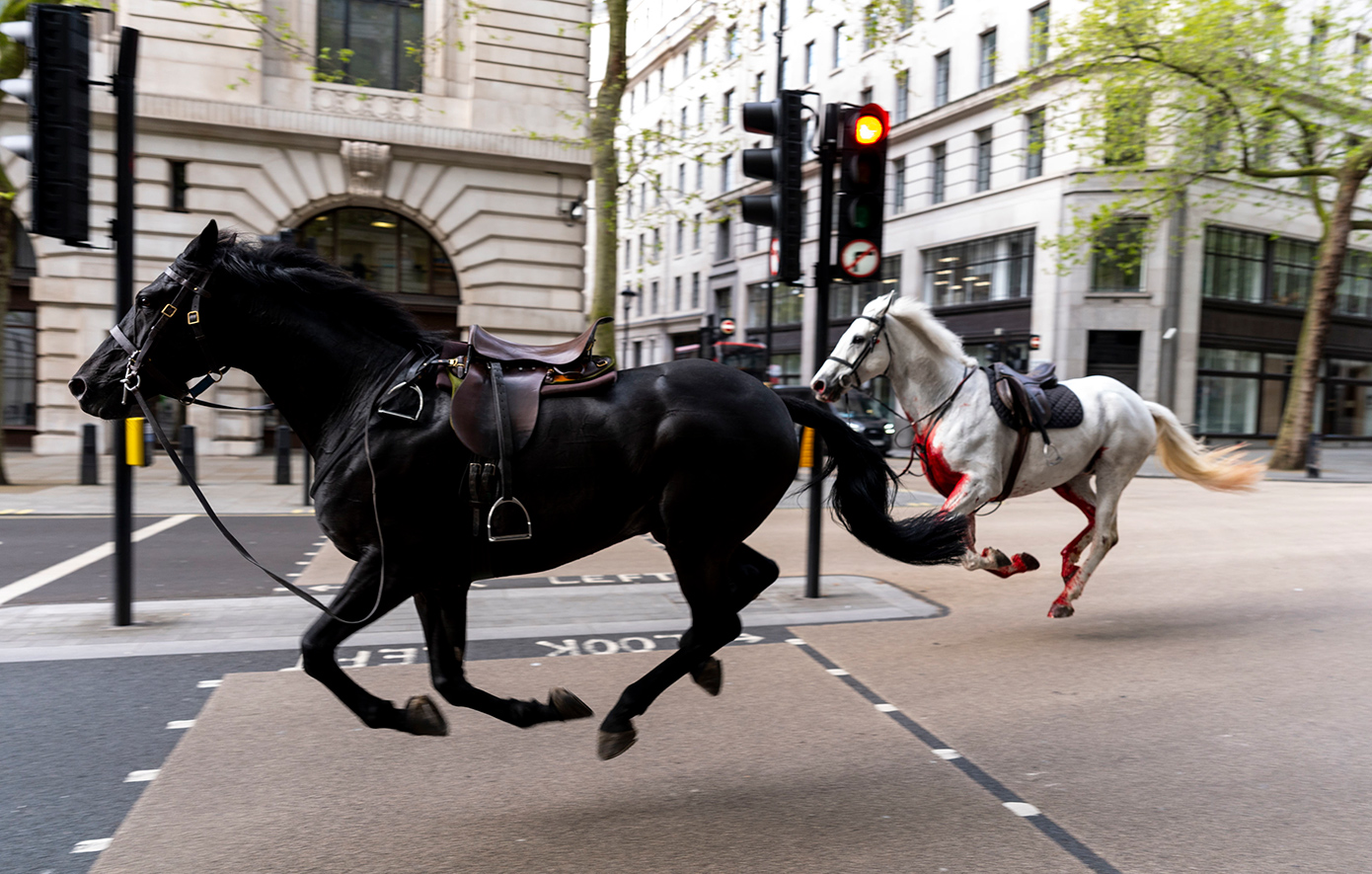 Σε σοβαρή κατάσταση δύο από τα άλογα που κάλπαζαν ελεύθερα προκαλώντας χάος στους δρόμους του Λονδίνου